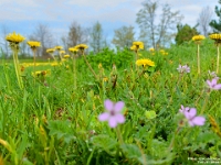 74070CrLeUsmRe - Dandelions in Clayt French Park   Each New Day A Miracle  [  Understanding the Bible   |   Poetry   |   Story  ]- by Pete Rhebergen